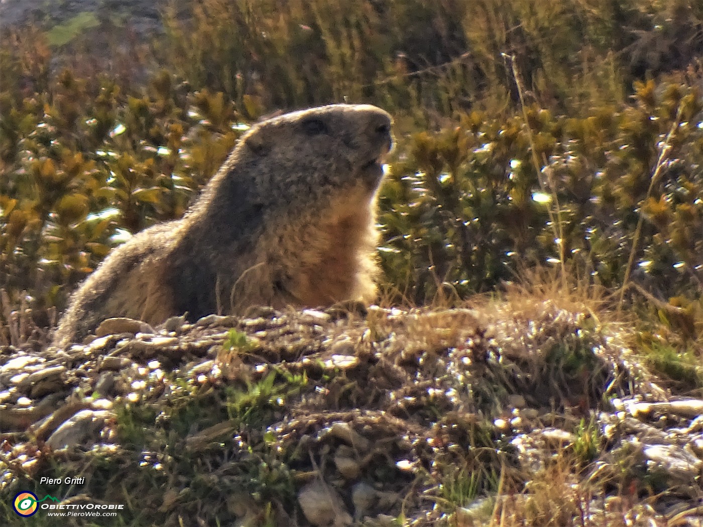 68 Anche le marmotte si risvegliano dal lungo letargo invernale.JPG